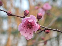 -秋霞圃