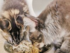 -十年猫舍·猫咪专门店(普陀店)