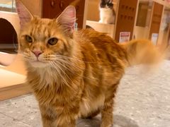 -瑞鹏宠物医院·骨科·猫科·内科(第一中心)