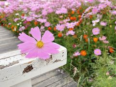 -花开海上生态园