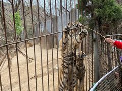 -青岛森林野生动物世界
