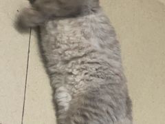 -爱诺耐芙动物医院(万博店)