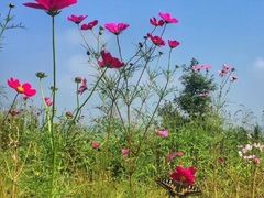-硗碛藏寨·神木垒景区