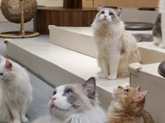 -飞行喵MR PILOT|猫舍·猫咖(静安大融城店)