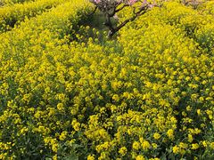 -南汇桃花村