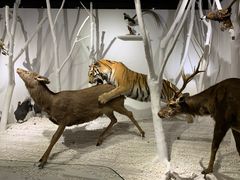 -南宫五洲植物乐园