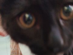 -纳吉亚猫专科动物医院博雅分院