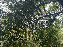 -中国科学院西双版纳热带植物园