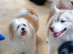 -TrueLove @ Neverland (Husky Cafe)