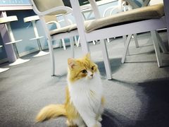 喵的天空-喵的天空名猫咖啡馆·撸猫·猫舍·用品