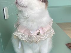 -怪兽屋·羊驼·猫咖·狗咖(俊华广场店)