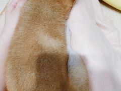 -逗柴咖啡屋·狗咖猫咖宠物桌游