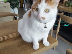 -平行世界·猫咖(首经贸店)