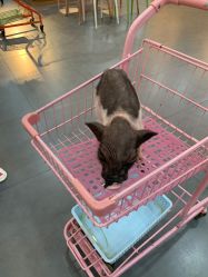 -Moni星球萌宠·小马宝莉·灵蛇·高端高阶全萌宠互动体验俱乐部(红豆国际广场店)