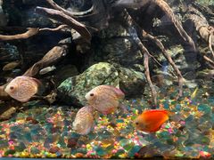 -海合安武汉极地海洋公园