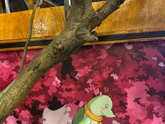 -甲大帅·甲鱼·椰子鸡主题餐厅(唐家店)