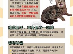 -翊宠yipet猫狗购宠庄园犬舍•猫舍