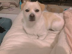 -安安宠医·安宠宠物医院