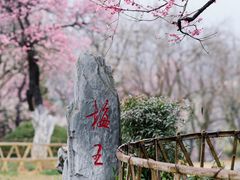 -梅花山(明孝陵内)