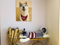 -Husky Go! 哈士奇体验馆·宠物咖啡厅狗咖