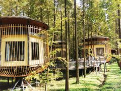 -黄海国家森林公园