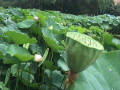 -陈家山荷花公园