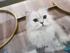 -BABIT巴比特宠物(MOMOPARK店)