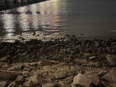 -深圳湾公园(南山区)