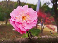 -石塘人家