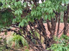 -三圣花乡旅游区