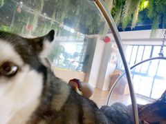 -Husky Go! 哈士奇体验馆·宠物咖啡厅狗咖