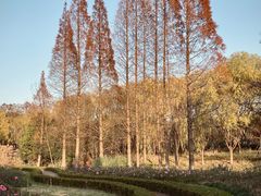 -昆山城市生态森林公园