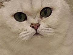 -小狗上班·狗咖·猫咖·小奶狗·摄影(南山店)