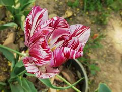 -郑州中国绿化博览园