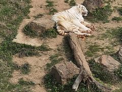 -无锡动物园·太湖欢乐园