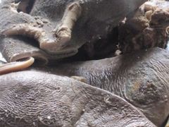 -老字号良记牛腩档