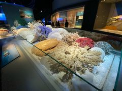 -贝林大翅鲸简餐厅(国家海洋博物馆店)