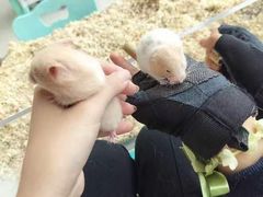 -怪兽屋·羊驼·猫咖·狗咖(俊华广场店)