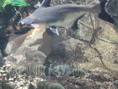 -萌宠奇缘(荣鼎店)