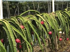 -海堤葡萄园中小学生研学基地