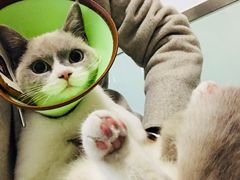 -乐派堂宠物医院·猫友好· 心脏科(东街店)