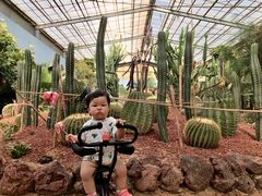 -北京呀路古热带植物园