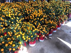 -细村农贸综合市场