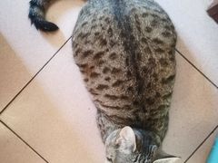 -全心全意连锁动物医院·微创中心·内科急重症·心脏专科(丰管路店)