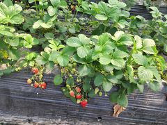 -喜杨洋草莓采摘园