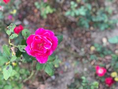 -昆山城市生态森林公园