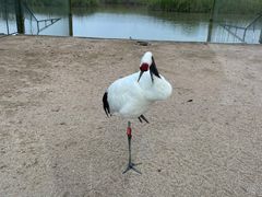 -盐城丹顶鹤湿地生态旅游区