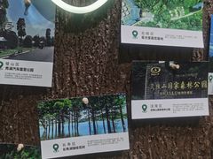 -武陵山森林公园