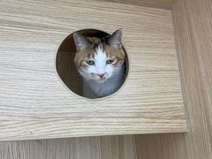 -萌兽医馆·眼科·异宠专科(三里屯店)