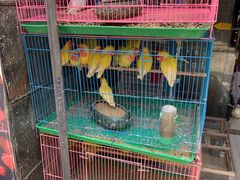 -合肥市裕丰花鸟虫鱼市场-F区